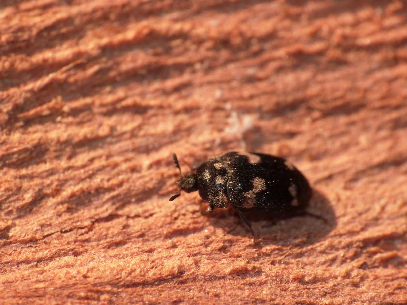 Attagenus adulto e larva? No. Megatoma undata